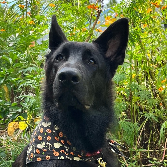 👉PLEASE LIKE AND SHARE NEW GAME! 😊🥰🎉 - Picture 15 of 16